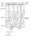 Olftissue3.jpg (37535 bytes)