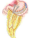 Omentum