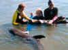 dolphin assisted craniosacral therapy for spinal cord injury (SCI) and physical disability